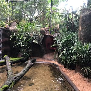 Boa constrictor exhibit - parque das aves