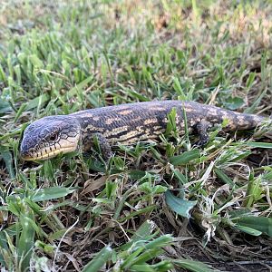 Blotched Blue-tongue Lizard