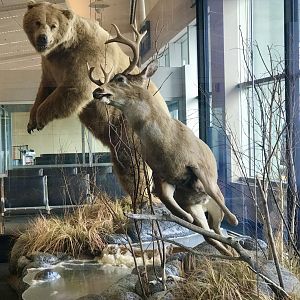 Kodak Brown Bear and Sitka Black-tailed Deer