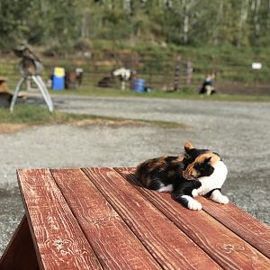Barn Cat - August 2020