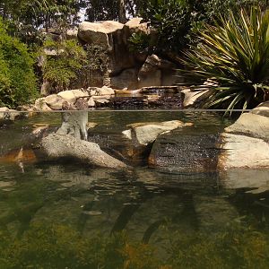Neotropical otter exhibit