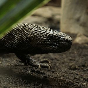 Guatemalan beaded lizard (Heloderma charlesbogerti)