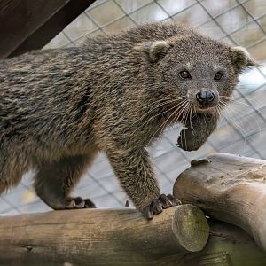 Javan Binturong / Hamerton / 3-3-20