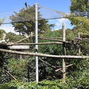 First view on S-American aviary