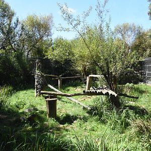 Amur Leopard enclosure