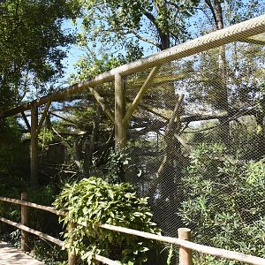 White-faced Saki and Marmoset aviary