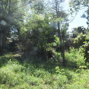 Giant Anteater enclosure