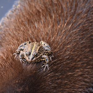 Frog lounging on a Tapir's back