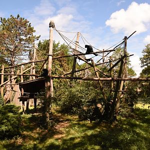 Colombian Spider Monkey island 1