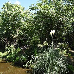 Ring-tailed Lemur island