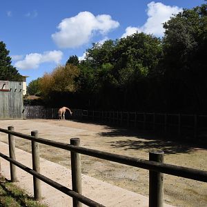 Kordofan Giraffe & Kirk's Dikdik enclosure