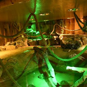 Burmese Python enclosure