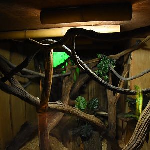 Senegal Galago & armadillo enclosure