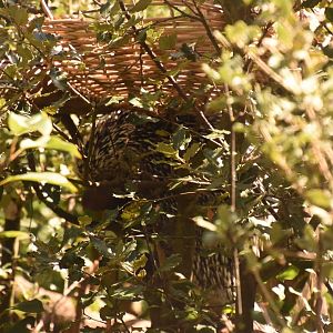 Prehensile-tailed Porcupine in natural habitat