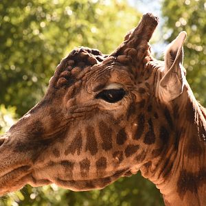 Kordofan Giraffe bull
