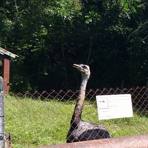 Greater rhea exhibit - Aracaju zoo