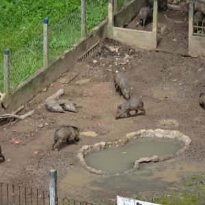 Peccari exhibit - Aracaju zoo