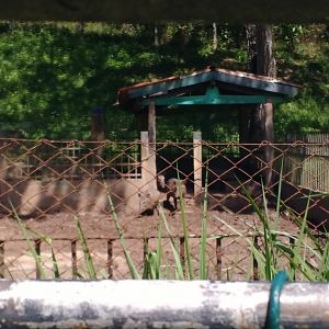 Peccari exhibit - Aracaju zoo