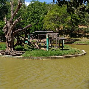 Capuchin monkey island - Aracaju zoo