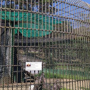 African lion exhibit - Aracaju zoo