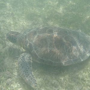 Green sea turtle (Chelonia mydas)
