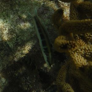 Halichoeres melanotis