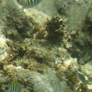 Indo-Pacific sergeant (Abudefduf vaigiensis)