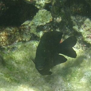 Longfin damsel (Stegastes diencaeus)