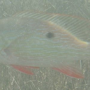 Mutton snapper (Lutjanus analis)