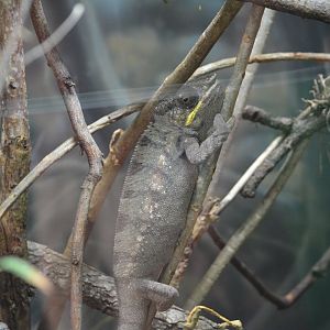 Unknown Chameleon - San Antonio Zoo