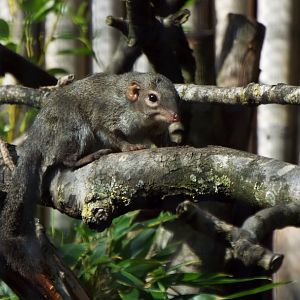 Belanger's Tree Shrew, Chester Zoo