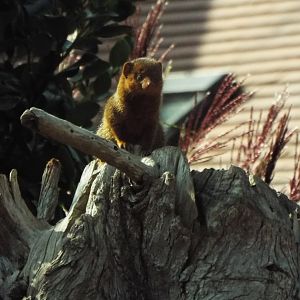 Dwarf Mongoose, Chester Zoo