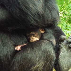 Chimp mother and young, Chester Zoo