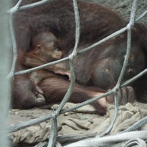 Orangutan mother and young, Chester Zoo