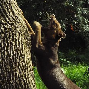 Fossa, Chester Zoo