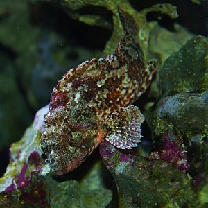 Shorthorn sculpin (Myoxocephalus scorpius)