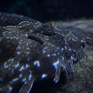 Spotted wobbegong (Orectolobus maculatus)