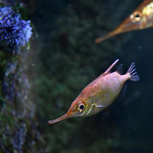 Longnose hawkfish (Oxycirrhites typus)