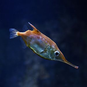 Longnose hawkfish (Oxycirrhites typus)