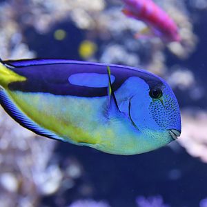 Palette surgeonfish (Paracanthurus hepatus)