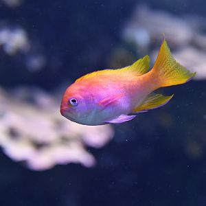 Pseudanthias bimaculatus