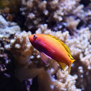 Pseudanthias squamipinnis