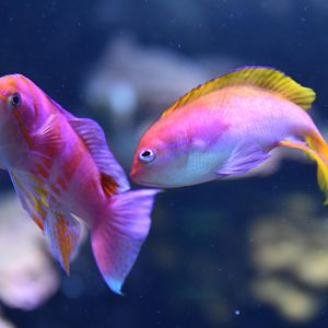 Pseudanthias squamipinnis