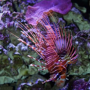 Red lionfish (Pterois volitans)