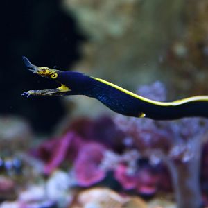 Ribbon eel (Rhinomuraena quaesita)