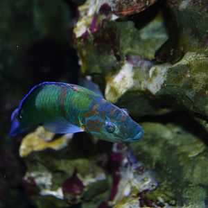 Ornate wrasse (Thalassoma pavo)