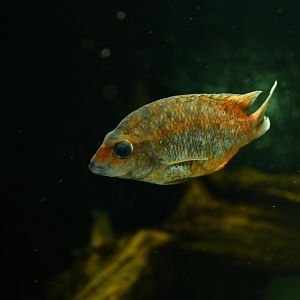 Kotsovato (Paretroplus kieneri)