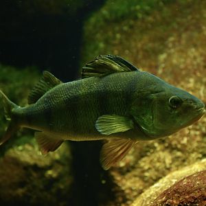 European perch (Perca fluviatilis)