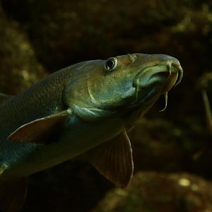 Common barbel (Barbus barbus)