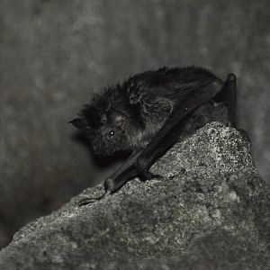 Common vampire bat (Desmodus rotundus)